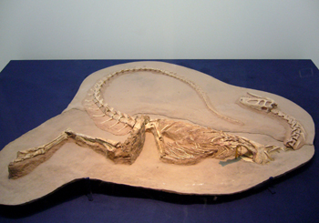 538ノアサウルス科　実物一部復元　70.jpg