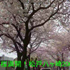 八ヶ崎桜並木　1：38音小題字V1 20.jpg
