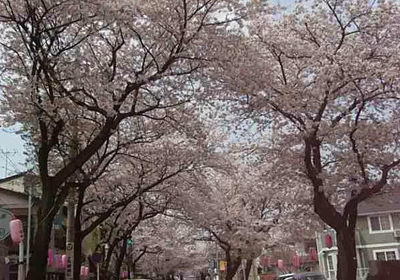 八ヶ崎桜並木１ 80.jpg