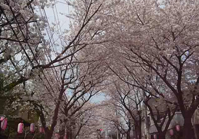 八ヶ崎桜並木２ 80.jpg