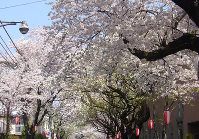 八柱桜並木２　2009.4.7 80.jpg